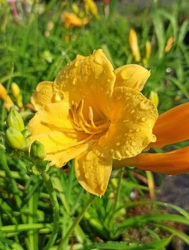 Liliowiec ogrodowy Stella d`Oro (C2)